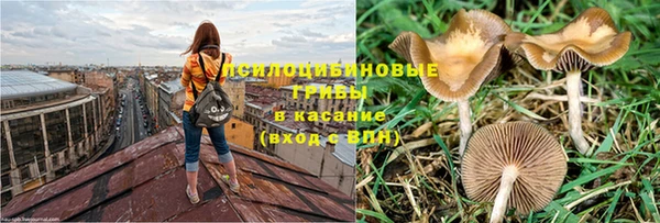 PSILOCYBIN Алзамай